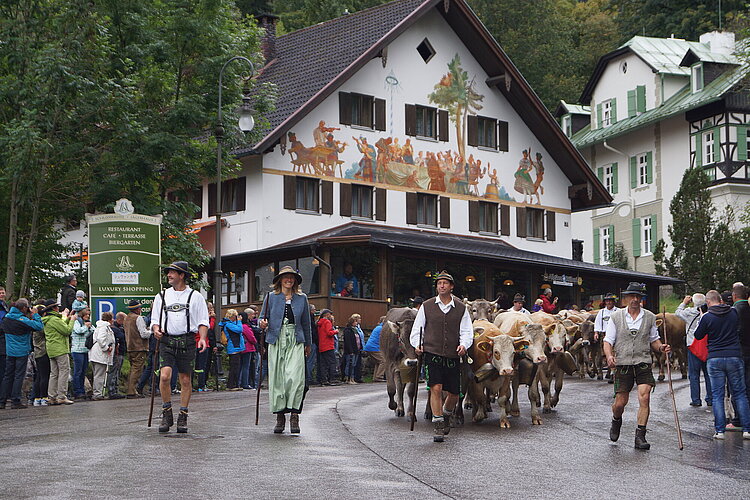 Der Alpabtrieb in Hohenschwangau in Bayern