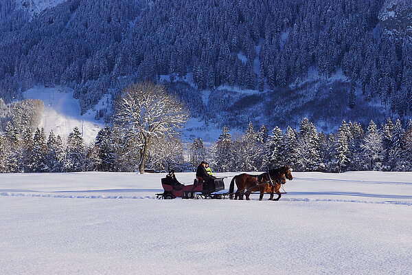 Pferdeschlittenfahrt in Schwangau