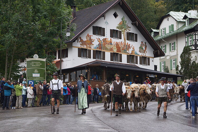 Viehscheid in Hohenschwangau