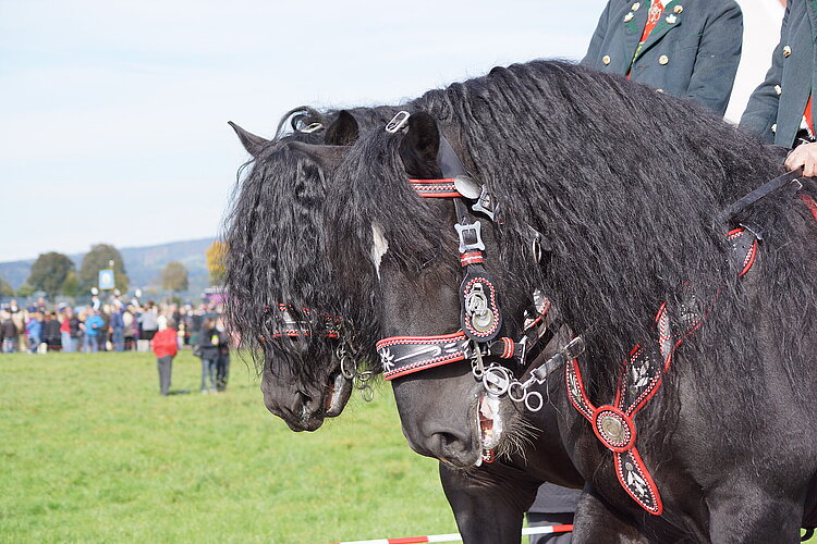 Aufwändig geschmückte Pferde beim Colomansritt in Schwangau im Allgäu beim Colomansfest